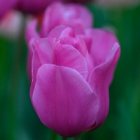 Tulipa 'Purple Raven' Tulipa 'Purple Raven'
