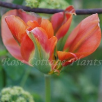 Tulipa 'Orange Marmalade' Tulipa 'Orange Marmalade'