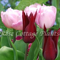 Tulipa 'Mariage' Tulipa 'Mariage'