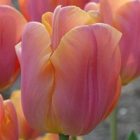 Tulipa 'Jimmy' Tulipa 'Jimmy'