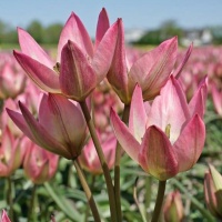 Tulipa 'Danique' Tulipa 'Danique'