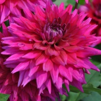 Dahlia 'Fuchsia Charm' Dahlia 'Fuchsia Charm'