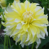 Dahlia 'Calgary Flames' Dahlia 'Calgary Flames'