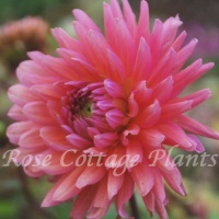 Dahlia 'Madeleine' Dahlia 'Madeleine'