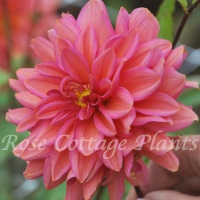 Dahlia 'Negroni Sunset' Dahlia 'Negroni Sunset'