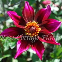 Dahlia 'Schippers Choice' Dahlia 'Schippers Choice'