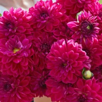 Dahlia 'Candy Time' Dahlia 'Candy Time'