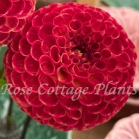 Dahlia 'Ryecroft Blackberry' Dahlia 'Ryecroft Blackberry'