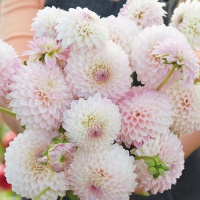 Dahlia 'Sefton Silvertop' Dahlia 'Sefton Silvertop'