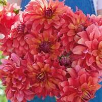 Dahlia 'Titan Lighthouse' Dahlia 'Titan Lighthouse'