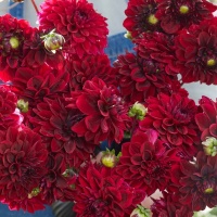 Dahlia 'Kingsblood' Dahlia 'Kingsblood'