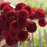 Dahlia 'Baccara' Dahlia 'Baccara'