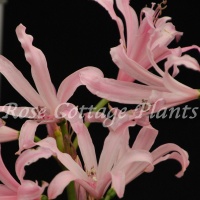 Amarine tubergenii 'Aphrodite' (Belladiva series) Amarine tubergenii 'Aphrodite' (Belladiva series)