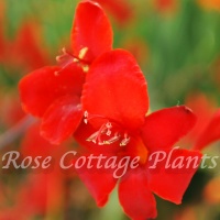 Crocosmia 'Hellfire' Crocosmia 'Hellfire'