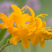 Crocosmia 'Paul's Best Yellow' Crocosmia 'Paul's Best Yellow'