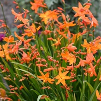 Crocosmia 'Star of the East' Crocosmia 'Star of the East'
