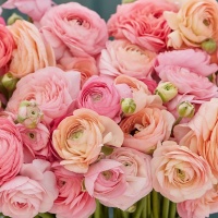 Ranunculus 'Amandine Pastel Pink' Ranunculus 'Amandine Pastel Pink'