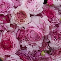 Ranunculus 'Amandine Purple Jean' Ranunculus 'Amandine Purple Jean'