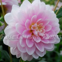 Dahlia 'Brackenbridge Ballerina' Dahlia 'Brackenbridge Ballerina'