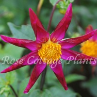 Dahlia 'Honka Vino' Dahlia 'Honka Vino'