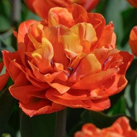 Tulipa 'Valdivia' Tulipa 'Valdivia'