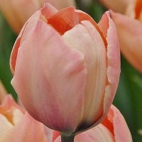 Tulipa 'Salmon van Eijk'® Tulipa 'Salmon van Eijk'®