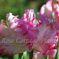 Tulipa 'Pink Vision' Tulipa 'Pink Vision'