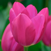 Tulipa Pink Ardour® Tulipa Pink Ardour®