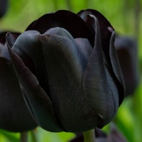Tulipa Nightwish® Tulipa Nightwish®