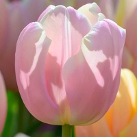 Tulipa Mango Charm® Tulipa Mango Charm®