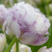 Tulipa Double Surprise Tulipa Double Surprise