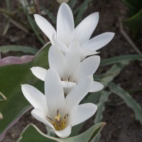 Tulipa clusiana 'Sylvia' Tulipa clusiana 'Sylvia'