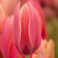 Tulipa clusiana 'Annika' Tulipa clusiana 'Annika'