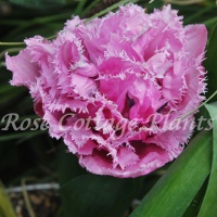 Tulipa 'Cairns' Tulipa 'Cairns'