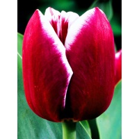 Tulipa armani® Tulipa armani®