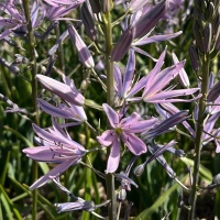 Camassia leichtlinii 'Aurora' Camassia leichtlinii 'Aurora'