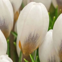 Crocus 'Polar Bear' Crocus 'Polar Bear'