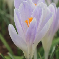 Crocus 'Candlelight' Crocus 'Candlelight'