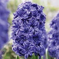 Hyacinth 'Manhattan' (Double flowered) Hyacinth 'Manhattan' (Double flowered)