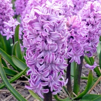 Hyacinth 'Purple Voice' Hyacinth 'Purple Voice'