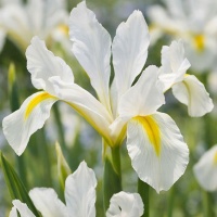 Iris reticulata 'Louise' Iris reticulata 'Louise'