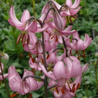 Lilium Martagon 'Candy Morning' Lilium Martagon 'Candy Morning'