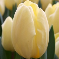 Tulipa 'Crème Fraîche' Tulipa 'Crème Fraîche'