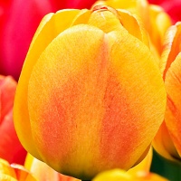 Tulipa 'Beauty of Apeldoorn' Tulipa 'Beauty of Apeldoorn'