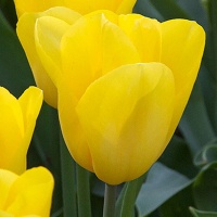 Tulipa 'Strong Gold' Tulipa 'Strong Gold'