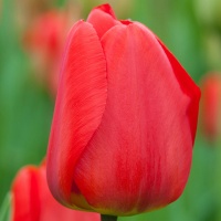 Tulipa 'Apeldoorn' Tulipa 'Apeldoorn'