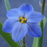 Ipheion 'Rolf Fiedler' AGM Ipheion 'Rolf Fiedler' AGM