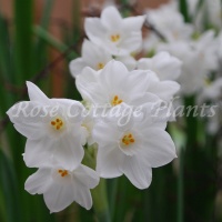 Narcissus Paperwhite 'Ziva' Narcissus Paperwhite 'Ziva'