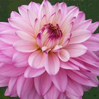 Dahlias & Summer Flowering Bulbs - Products - Rose Cottage Plants