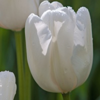 Tulipa 'Hakuun' Tulipa 'Hakuun'